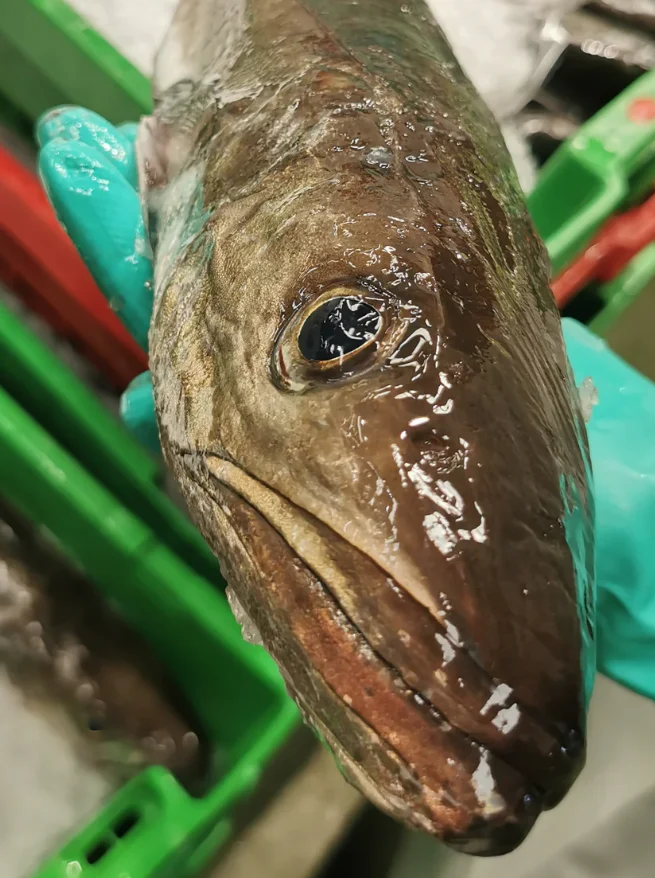 Pack de Pescado Salvaje (2 Merluzas de 2Kgs cada una)