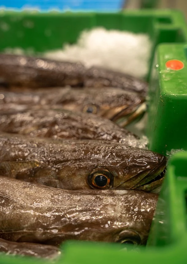 Pack de Pescado Salvaje (Rape y Merluza)