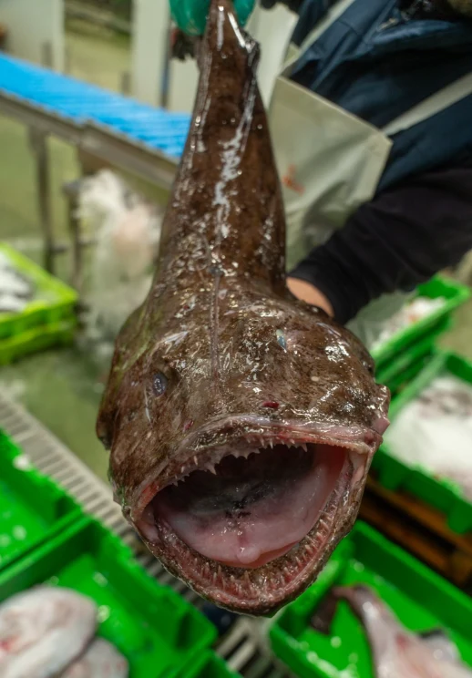 Pack de Pescado Salvaje (Rape y Merluza)