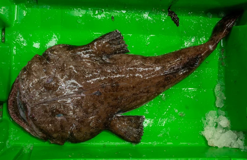 Pack de Pescado Salvaje (Rape y Merluza)