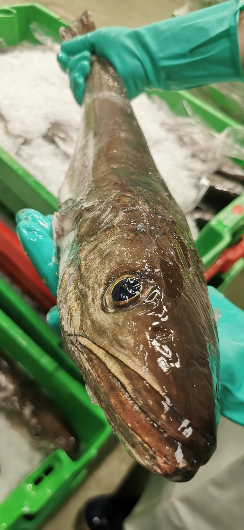 Pack de Pescado Salvaje (Rape y Merluza)