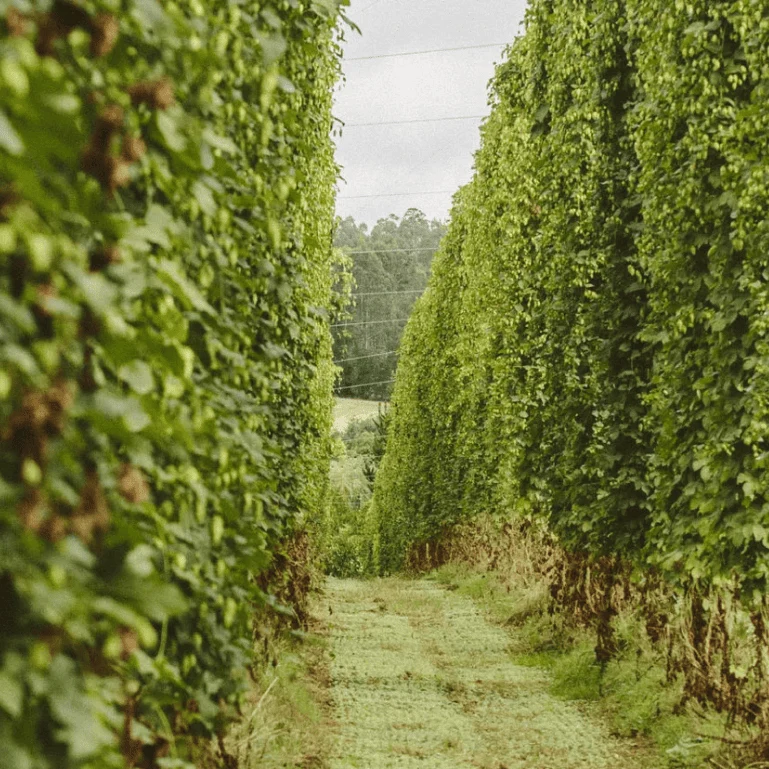 Ecotour cervecero MEGA